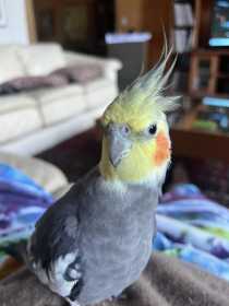 Lost Cockatiel