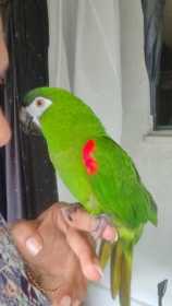 Lost Macaw