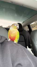 Lost Conure
