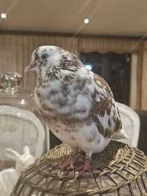 Lost Pigeon