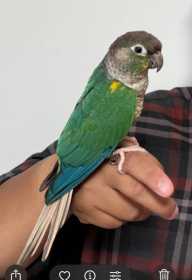 Lost Conure