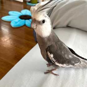 Lost Cockatiel