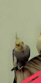 Lost Cockatiel