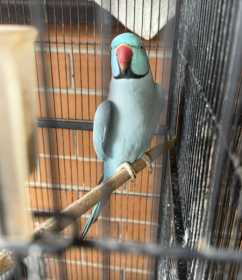 Lost Indian Ringneck Parakeet
