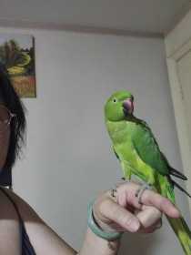 Lost African Ringneck Parakeet