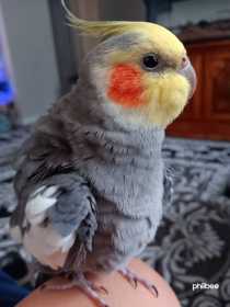 Lost Cockatiel