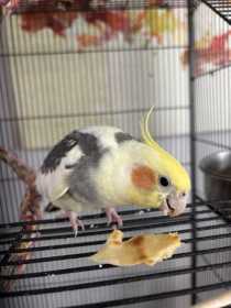 Lost Cockatiel