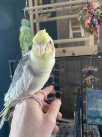 Lost Cockatiel