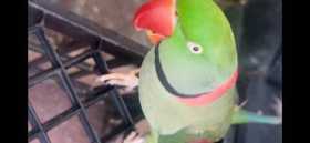 Lost Alexandrine