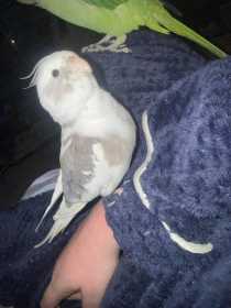 Lost Cockatiel