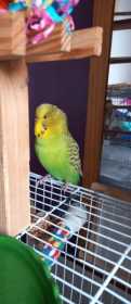 Lost Budgerigar