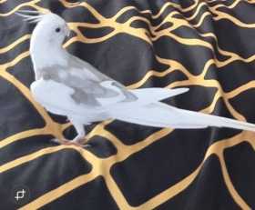 Lost Cockatiel