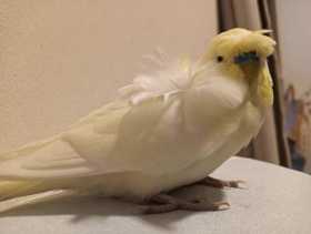 Lost Budgerigar