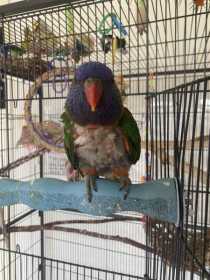Lost Lory / Lorikeet