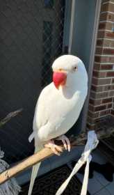 Lost Indian Ringneck Parakeet