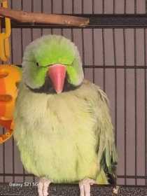 Lost Indian Ringneck Parakeet