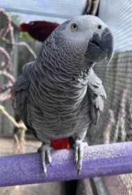 Lost African Grey