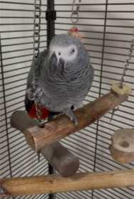 Lost African Grey