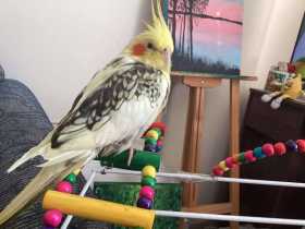 Lost Cockatiel