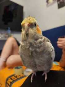 Lost Cockatiel