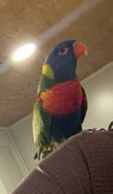 Lost Lory / Lorikeet