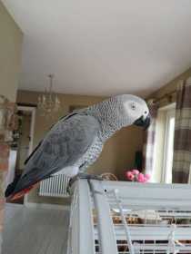 Lost African Grey