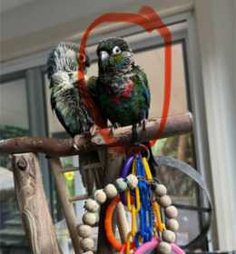 Lost Conure