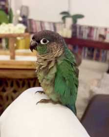 Lost Conure