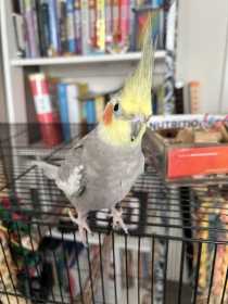 Lost Cockatiel