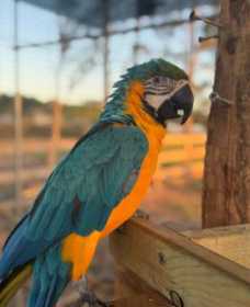 Lost Macaw