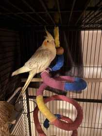 Lost Cockatiel