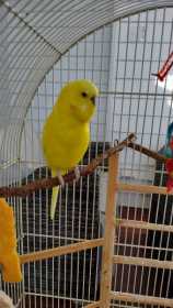 Lost Budgerigar
