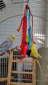 Lost Budgerigar