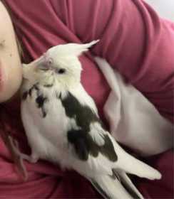 Lost Cockatiel