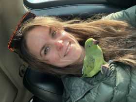 Lost African Ringneck Parakeet