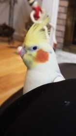 Lost Cockatiel