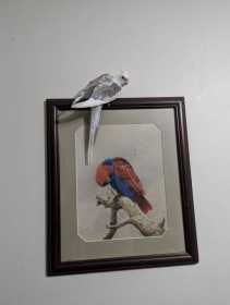 Lost Cockatiel