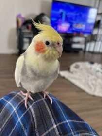 Lost Cockatiel
