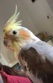 Lost Cockatiel