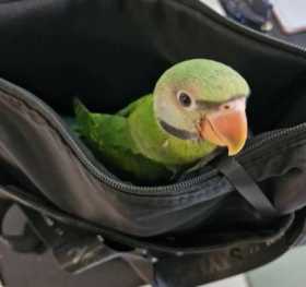 Lost Mustached / Moustached Parakeet