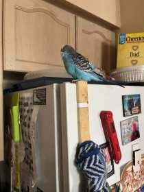 Lost Budgerigar