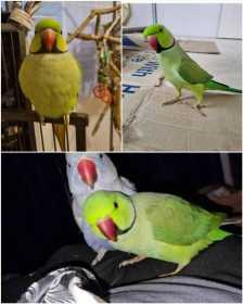 Lost Indian Ringneck Parakeet