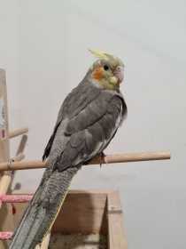 Lost Cockatiel