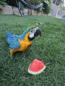 Lost Macaw