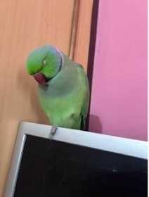 Lost Indian Ringneck Parakeet