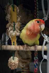 Lost Lovebird