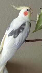 Lost Cockatiel
