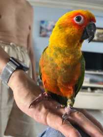 Lost Conure
