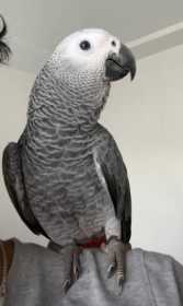 Lost African Grey
