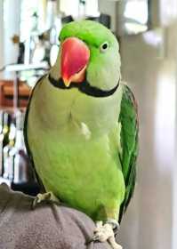 Lost Alexandrine